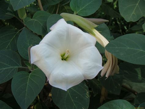 Обои Дурман Цветы Бругмансия (дурман, трубы ангела), обои для рабочего ...