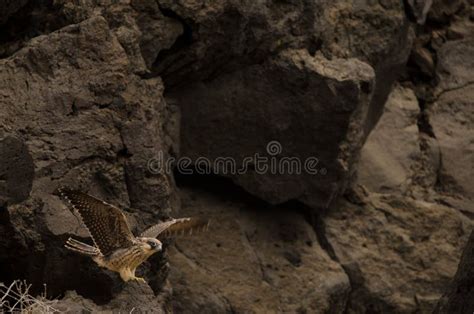 Eleonora S Falcon Falco Eleonorae. Stock Photo - Image of ornithology ...