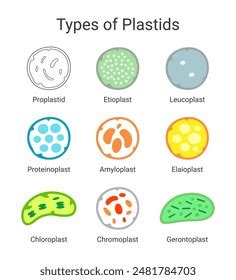 Types Plastids Plant Cells Stock Vector (Royalty Free) 2481784703 ...