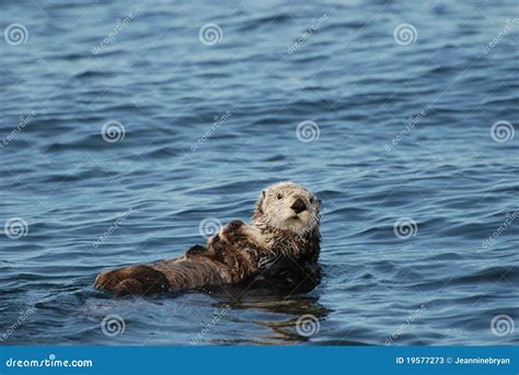 Sea Otter and Pup stock image. Image of marine, species - 19577273