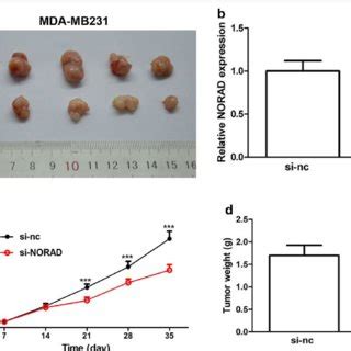 Lnc Norad Knockdown Reduced Tumor Growth In Nude Mice A The Mda Mb