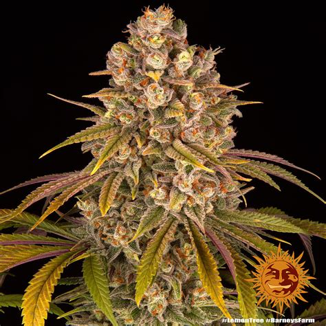 Lemon Tree - Strain Information - Cannaconnection.com - Strain Information