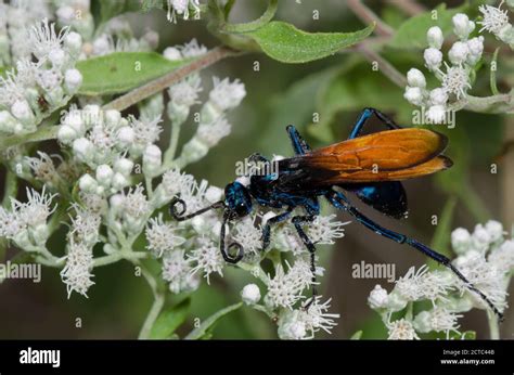 Tarantula Hawk Pepsis Sp Foraging On Lateflowering Thoroughwort Eupatorium Serotinum Stock