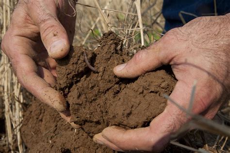 NNYADP Research Focused On Soil Compaction Impact On Corn Crops