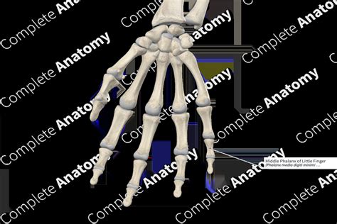 Middle Phalanx of Little Finger | Complete Anatomy