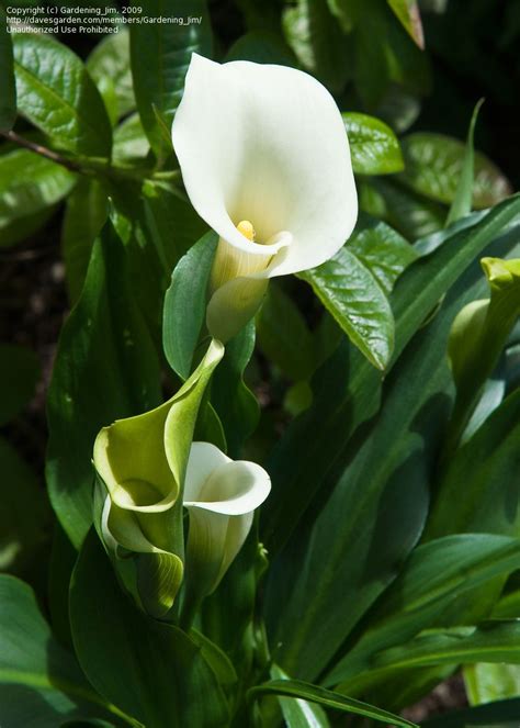 Full Size Picture Of Calla Lily Arum Lily Zantedeschia Aethiopica