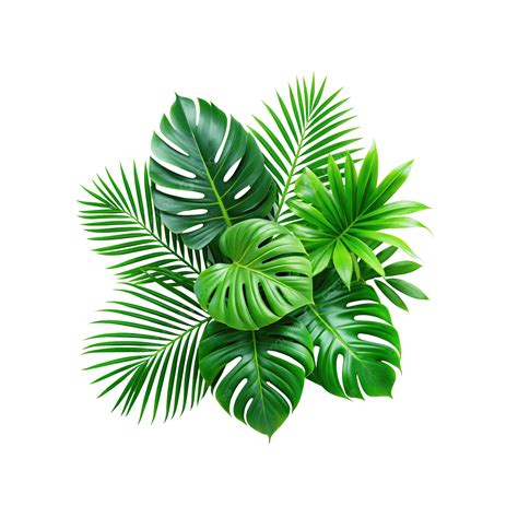 Plant Leaves Green Nature Tropical Forest Isolated, Plant Leaves, Green