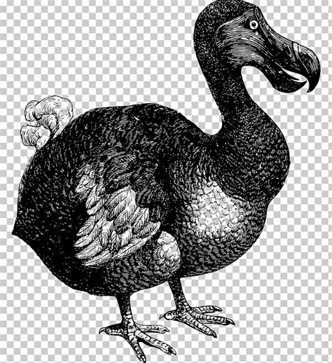 Dodo Bird Extinction Flightless Bird PNG, Clipart, Animals, Beak, Bird ...