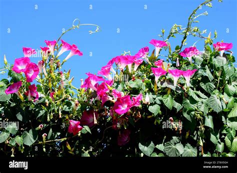 Purple Morning Glory Ipomoea Purpurea Is A Climbing Plant Native To