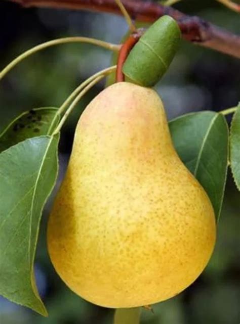 Kieffer Pear Tree 4 Ft Tall Live Plant In 3 Gallon Pot