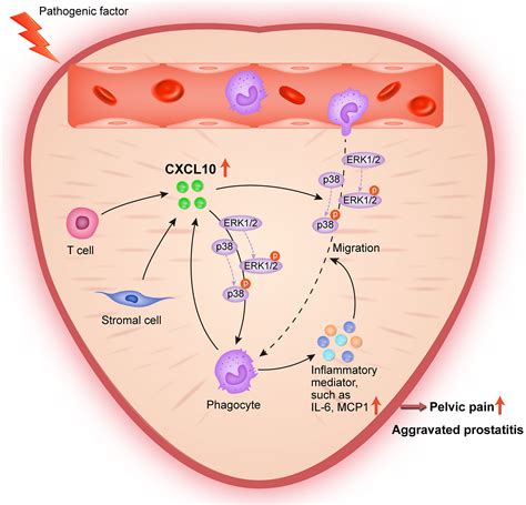 Frontiers Pathogenic Roles Of CXCL10 In Experimental Autoimmune