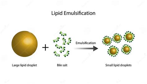 Lipid Emulsification Fat Molecule Lipid Droplets Lipid Digestion Stock Vector Illustration