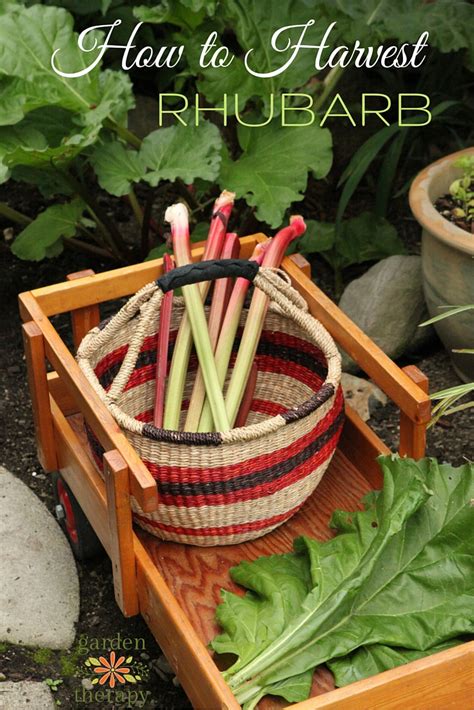 How to Harvest Rhubarb - Garden Therapy