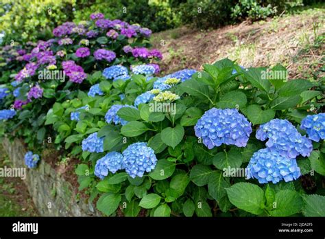 Los Arbustos Con Flores De Hortensia Azul Y P Rpura Se Encuentran En El