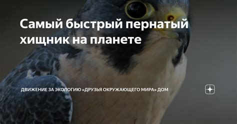Самый быстрый пернатый хищник на планете | Движение за экологию «Друзья ...