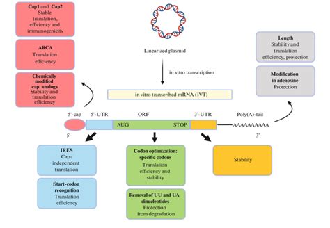 Schematic Outline Of In Vitro Transcribed Ivt Modified Mrna