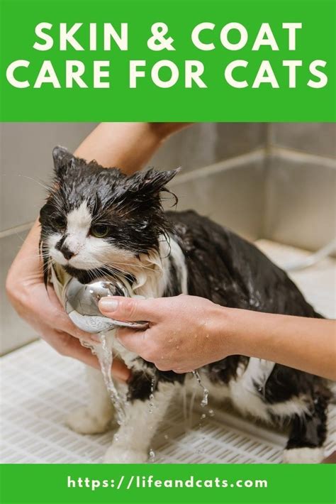 How To Groom Cats A Guide To Skin And Coat Care Life And Cats Cat