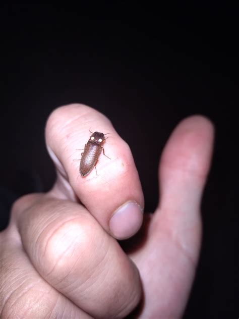 Headlight Beetles From Ayacucho San Luis Argentina On December 19