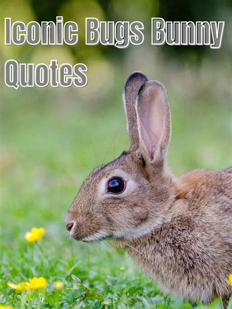 Iconic Bugs Bunny Quotes - Darling Quote