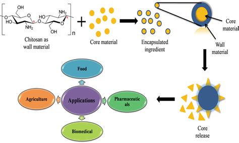 Overview Of Encapsulation Of Chitosan And Its Application Download Scientific Diagram