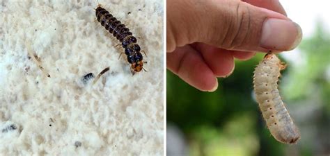 How to Get Rid of Bed Worms | 10 Effective Methods (2025)