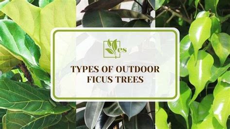 11 Types Of Outdoor Ficus Trees For An Exotic Landscape Evergreen Seeds