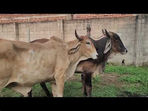 Santa Elena Usulutan El Salvador El Tiangue Youtube