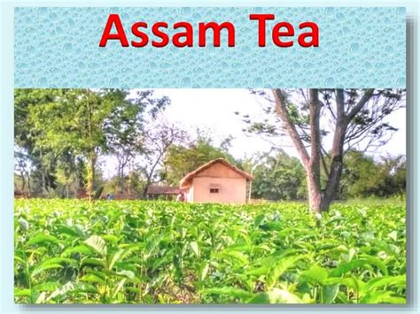 Assam Tea Ppt