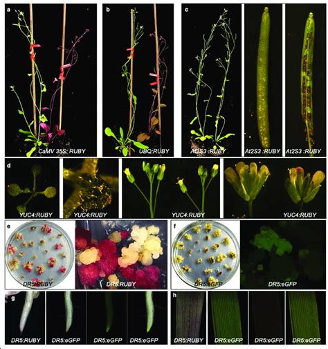 Ruby Serves As An Effective Reporter For Gene Expression And Plant