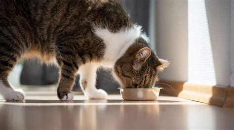 Purina One Cat Food Reviews - Love Your Cat