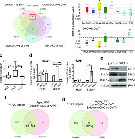 Sirt Knockout Impacted Multiple Downstream Effectors In Aging Hscs A