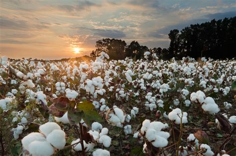 Sunset Over Cotton Field Alison Horn Flickr