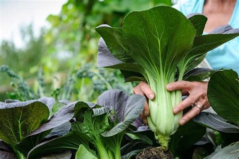 Kapusta pekińska Pak Choi uprawa opis i cechy charakterystyczne odmiany