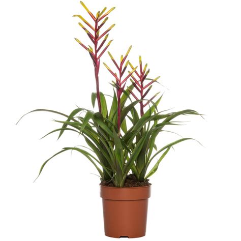 Bromelia Plantengids Intratuin