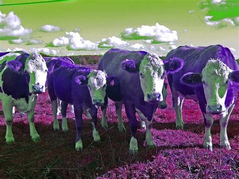 I Love Purple Cows Purple Cow All Things Purple Cow