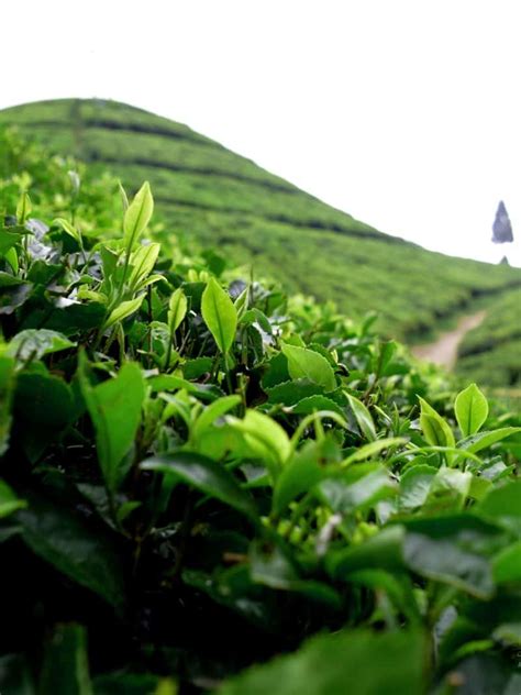 Exploring the Culture of Darjeeling Tea: The Pride of India's Tea Culture