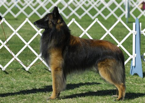 Belgian Tervuren All Big Dog Breeds