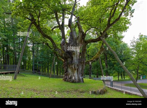 Stelmuze oak lithuania hi-res stock photography and images - Alamy