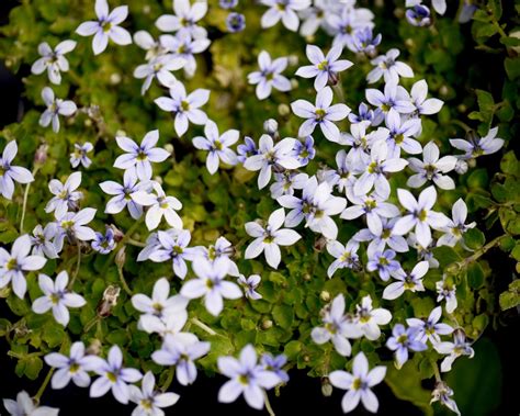 Pratia Pedunculata Mount Venus Nursery