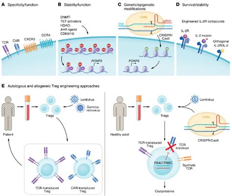 Potential Strategies To Promote The Efficacy And Safety Of Treg