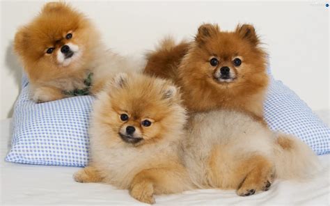 puppies, Spitz, Three - Dogs wallpapers: 2560x1600