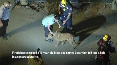 Blind Dog Rescued From Construction Site Video