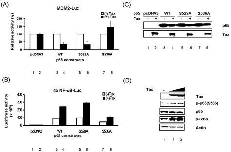 A Novel NF κB Pathway Involving IKKβ and p65 RelA Ser 536