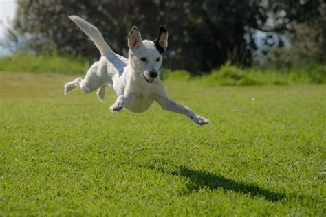 Canine Cataracts: How Quickly Does Blindness Occur?