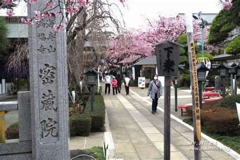 【川口】密蔵院の早咲き安行桜で一足早い春を満喫！（埼玉） 時々、旅に出る