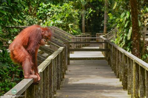 Sepilok Wildlife And Sandakan Full Day Borneo Eco Tours