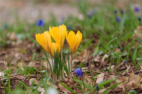 Krokus Gule Blomster Gratis Foto P Pixabay Pixabay