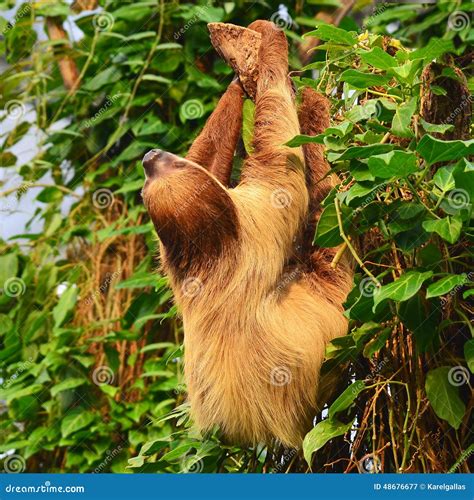 South American Sloth