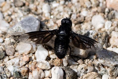 Insects of North America: A Collection of Stunning Photos