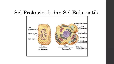 Biologi Sel Kelas Xi Kurikulum 2013 Ppt Ppt